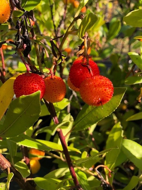 Arbutus Unedo Mustefa